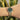 Anne Klein Women S Premium Crystal Accented Gold Tone Bracelet Watch Ak 2230Gngb by  – Buy Anne Klein Women S Premium Crystal Accented Gold Tone Bracelet Watch Ak 2230Gngb Online at Best Price, Premium Quality Product for Home, Office & Daily Use