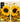 Case Samsung S25 Ultra | Bcov Sunflower Bee Flip Phone Case Wallet Cover | Premium Protection – Buy Case Samsung S25 Ultra | Bcov Sunflower Bee Flip Phone Case Wallet Cover | Premium Protection Online at Best Price, Premium Quality Product for Home, Office & Daily Use