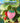 Wired Mouse Cute Fruit Strawberry Shape Computer Mice Portable Optical Usb Corded Mouse With 4 59Ft Cord 3 Buttons 1200Dpi Unique Travel Wired Mice For Pc Computer Laptop Desktop Kids Adults Gift Pink by  – Buy Wired Mouse Cute Fruit Strawberry Shape Computer Mice Portable Optical Usb Corded Mouse With 4 59Ft Cord 3 Buttons 1200Dpi Unique Travel Wired Mice For Pc Computer Laptop Desktop Kids Adults Gift Pink Online at Best Price, Premium Quality Product for Home, Office & Daily Use